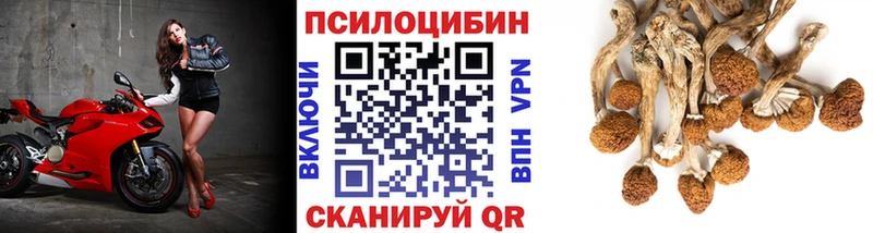 Галлюциногенные грибы Psilocybine cubensis  Батайск 